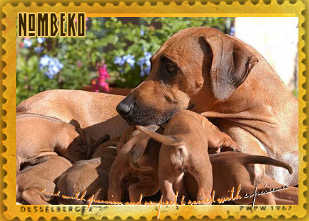 Ridgeback H&uuml;ndin Chipo mit ihren Babies
