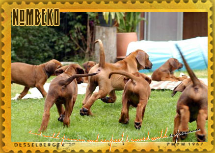 Ridgeback Welpen beim Spielen