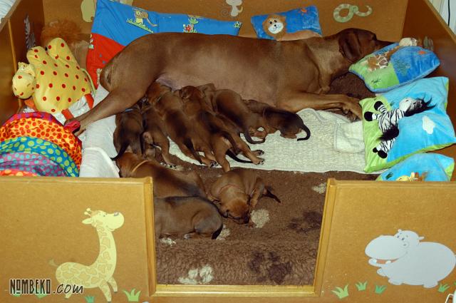 Amboni with puppies