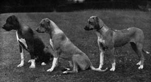 Ridgebacks