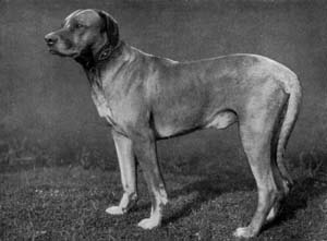 Ridgebacks