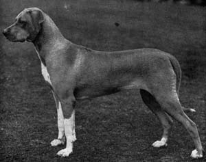 Ridgebacks