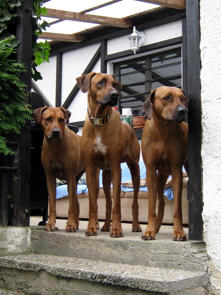 Meine drei Sweethearts