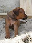 Shani