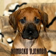Djenaba